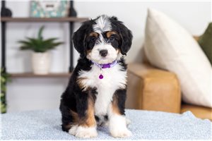Odessa - Bernedoodle, Mini for sale