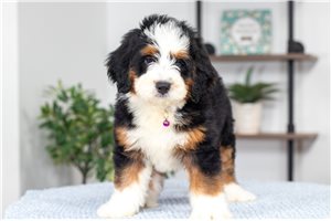 Beauty - Bernedoodle, Mini for sale