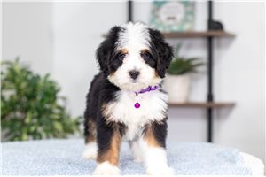 Addly - Bernedoodle, Mini for sale