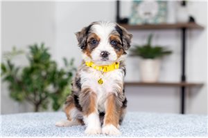 Leilani - puppy for sale