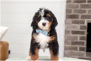 Bentley - puppy for sale