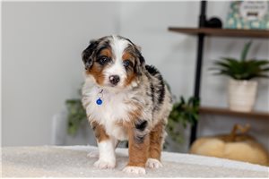 Virtus - puppy for sale