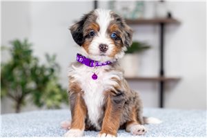 Leah - puppy for sale