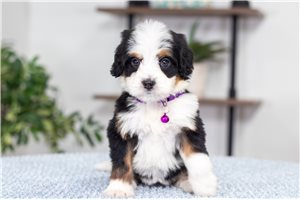 Addly - puppy for sale