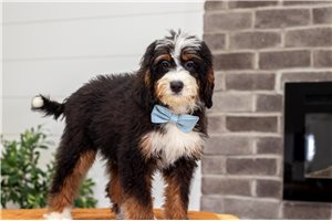 Baxter - Bernedoodle, Mini for sale