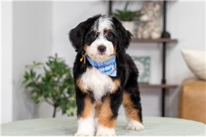 Wally - Bernedoodle, Mini for sale