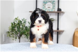 Auzzie - Bernedoodle, Mini for sale