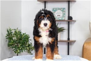 Betty - Bernedoodle, Mini for sale