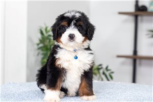 Archer - Bernedoodle, Mini for sale