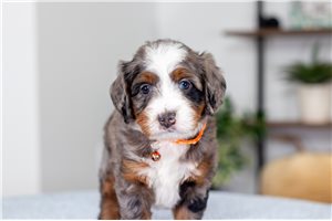 Jocelyn - puppy for sale