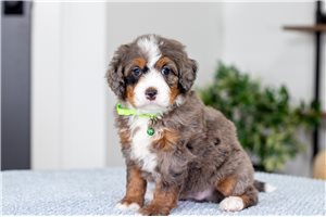 Jenny - Mini Bernedoodle for sale