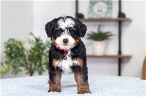 Mercer - Bernedoodle, Mini for sale