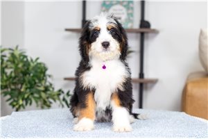 Addly - puppy for sale