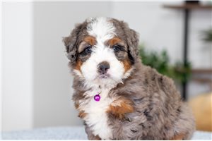 Juliana - puppy for sale