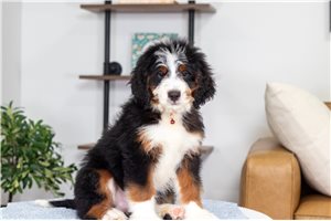 Bow - puppy for sale