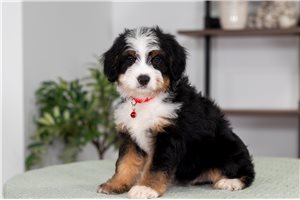 Wesley - Bernedoodle, Mini for sale