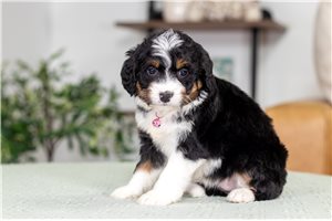 Charity - puppy for sale