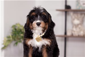 Rolf - Bernedoodle, Mini for sale