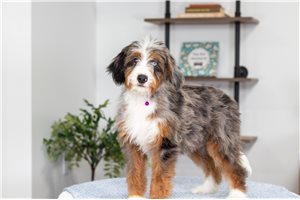 Leah - Bernedoodle, Mini for sale