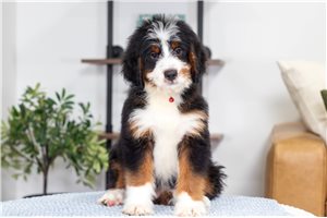 Bow - Bernedoodle, Mini for sale
