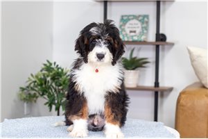 Auzzie - Bernedoodle, Mini for sale