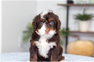 Jasmine - puppy for sale
