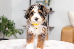 Leilani - Bernedoodle, Mini for sale