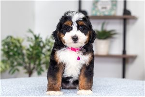 Miley - Bernedoodle, Mini for sale