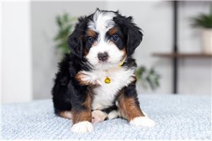 Mima - Bernedoodle, Mini for sale
