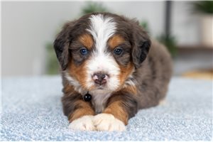 Kyler - puppy for sale