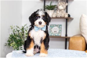 Wally - puppy for sale