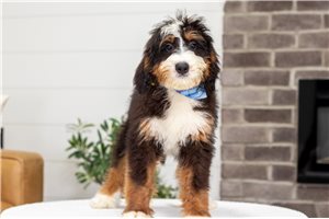 Baxter - Bernedoodle, Mini for sale