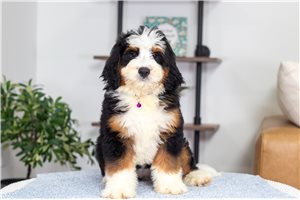 Beauty - Bernedoodle, Mini for sale