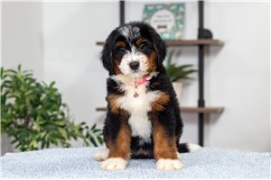 Betty - Bernedoodle, Mini for sale