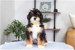Anya - Bernedoodle, Mini for sale