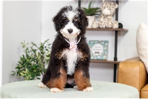 Sophie - Bernedoodle, Mini for sale