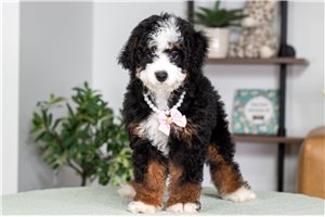 Sophie - Bernedoodle, Mini for sale