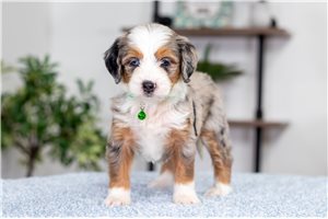 Layla - puppy for sale