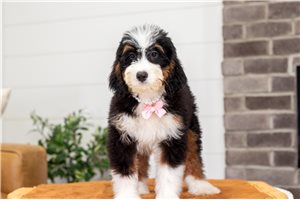 Bella - Bernedoodle, Mini for sale