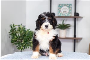 Auzzie - Bernedoodle, Mini for sale