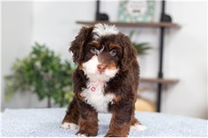 Jasmine - Mini Bernedoodle for sale