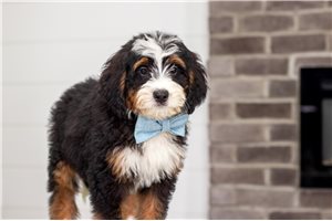 Baxter - Bernedoodle, Mini for sale