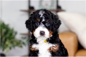 Sunny - puppy for sale