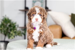 Sloane - puppy for sale