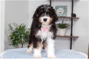Hannah - Bernedoodle, Mini for sale