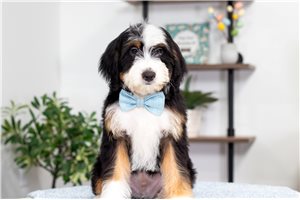 Wally - Mini Bernedoodle for sale