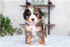 Amara - puppy for sale