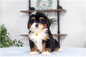 Anya - Bernedoodle, Mini for sale