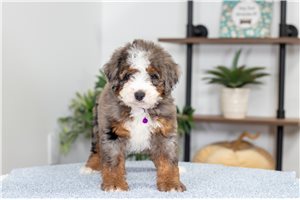 Juliana - Mini Bernedoodle for sale
