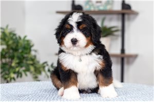 Bruski - Bernedoodle, Mini for sale